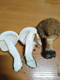 Лепиота острочешуйчатая