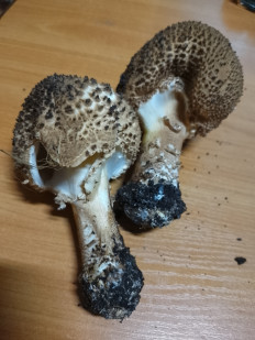 Лепиота острочешуйчатая