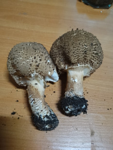 Лепиота острочешуйчатая