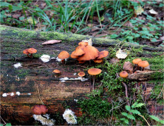 Гриб из Москва