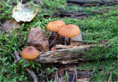 Гриб из Москва