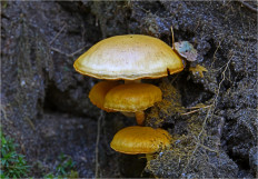 Гриб из Москва