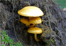 Гриб из Москва