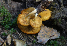 Гриб из Москва