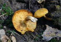 Гриб из Москва