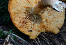 Гриб из Москва