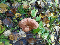 Гриб из Нижний Тагил