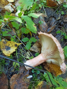 Гриб из Нижний Тагил