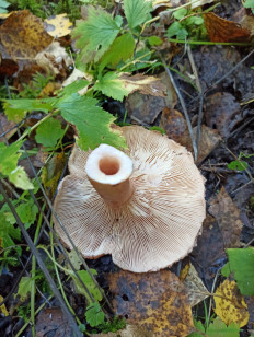 Гриб из Нижний Тагил