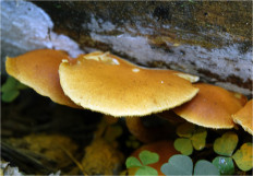 Гриб из Москва