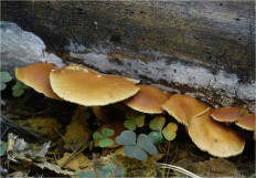 Гриб из Москва