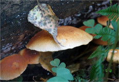 Гриб из Москва