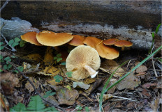 Гриб из Москва