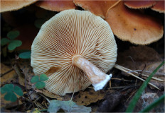 Гриб из Москва