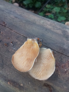 Гриб из Москва