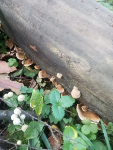 Гриб из Москва