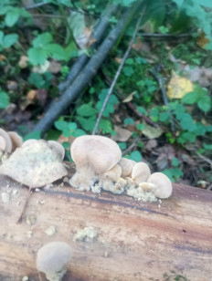 Гриб из Москва