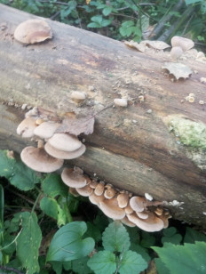 Гриб из Москва