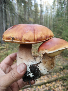 Гриб из Сыктывкар