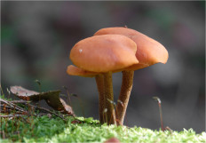 Гриб из Москва