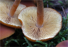 Гриб из Москва