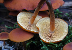 Гриб из Москва