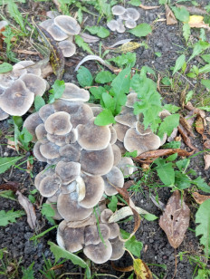 Гриб из Москва