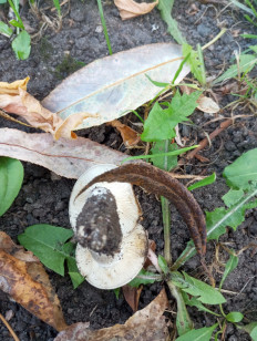 Гриб из Москва