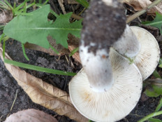 Гриб из Москва