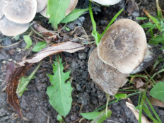 Гриб из Москва