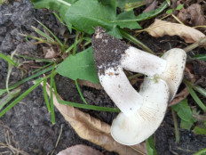 Гриб из Москва