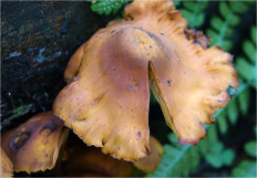 Гриб из Москва