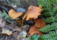 Гриб из Москва