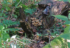 Гриб из Москва