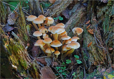 Гриб из Москва