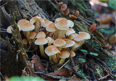 Гриб из Москва