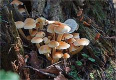 Гриб из Москва