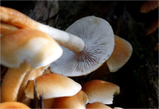 Гриб из Москва