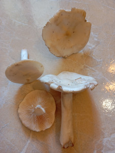 Гриб из Голицыно