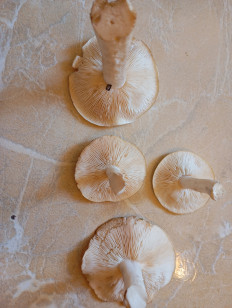 Гриб из Голицыно