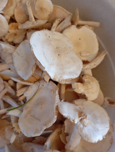 Гриб из Голицыно