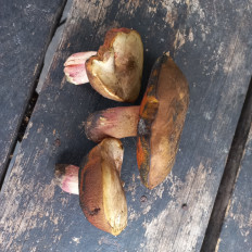 Гриб из Саратов