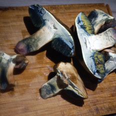 Гриб из Саратов