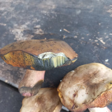 Гриб из Саратов