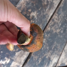 Гриб из Саратов