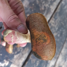 Гриб из Саратов