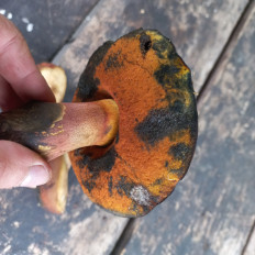 Гриб из Саратов