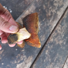 Гриб из Саратов