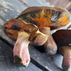 Гриб из Саратов