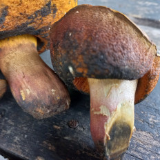 Гриб из Саратов